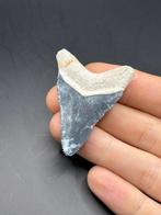 Megalodon - Fossiele tand - Carcharias Megalodon - 5.1 cm -, Verzamelen