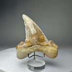 Haai - Fossiele tand - Otodus sokolovi - 8 cm - 7 cm, Verzamelen, Mineralen en Fossielen