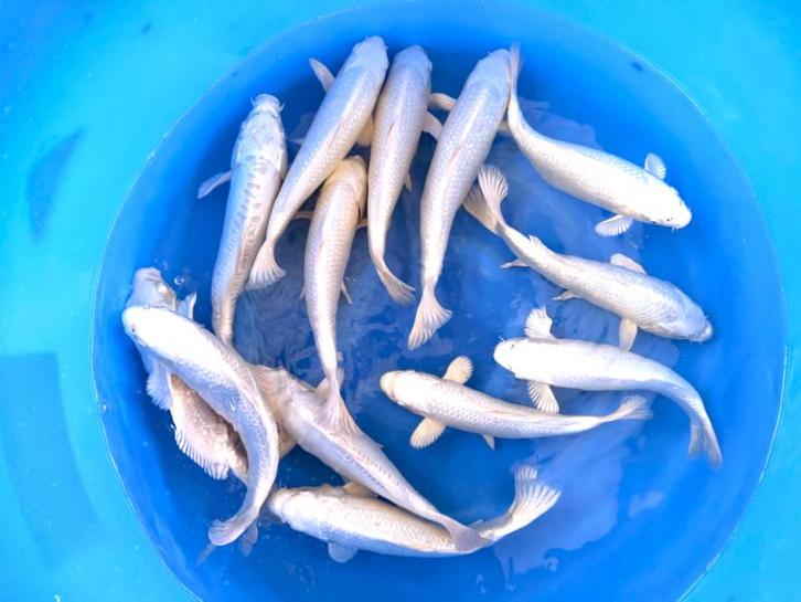 Yamasan  Platina Ogon 33-37 cm (Japanse Koi), Jardin & Terrasse, Étangs, Enlèvement ou Envoi