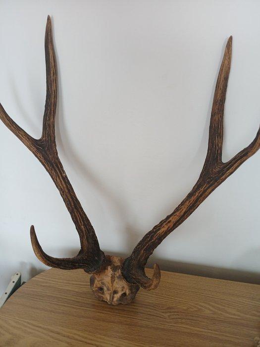 Hert Schedel met gewei - Cerf - 65 cm - 52 cm - 30 cm - (1), Antiquités & Art, Curiosités & Brocante
