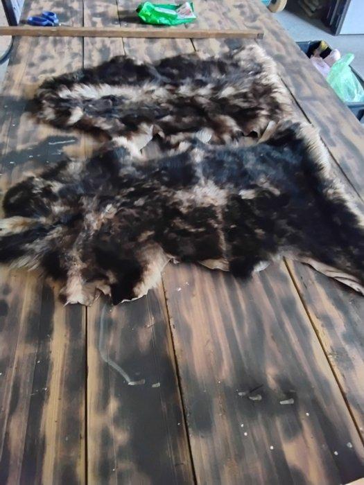 Schaap Taxidermie volledige montage - Pecora - 2 cm - 40 cm, Antiek en Kunst, Curiosa en Brocante