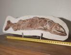 Vis - Gefossiliseerd dier - 13 cm - 53 cm, Verzamelen, Mineralen en Fossielen