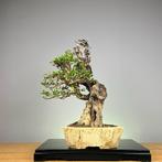 Olijf bonsai (Olea europaea) - Hoogte (boom): 45 cm - Diepte