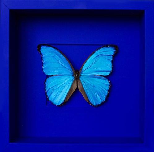 Vlinder Taxidermie volledige montage - Morpho didius - 25 cm, Verzamelen, Dierenverzamelingen