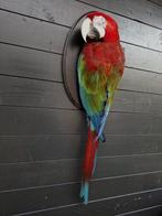 Support mural pour Ara chloropterus Support de corps entier, Nieuw