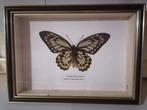 Vlinder Taxidermie wandmontage - Ornithoptera Priamus, Antiek en Kunst