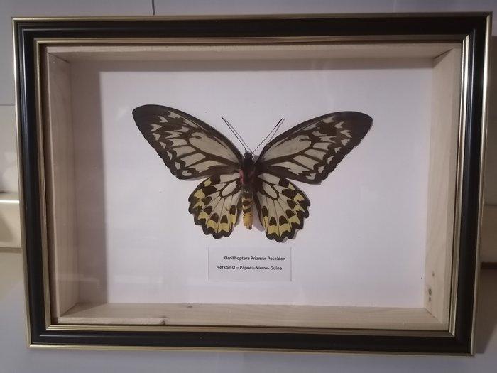 Vlinder Taxidermie wandmontage - Ornithoptera Priamus, Antiek en Kunst, Curiosa en Brocante