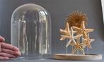 Zeester Taxidermie volledige montage - Asteroidea sp. - 31, Nieuw