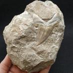 Haai - Fossiele tand - Otodus obliquus (Zonder minimumprijs), Verzamelen, Mineralen en Fossielen