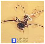 Grote mooie mier (Formicidae) – fossielinclusie – Echt