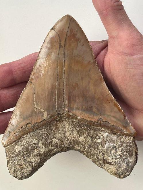 Grote Megalodon-tand 13,8 cm - Fossiele tand - Carcharocles, Verzamelen, Mineralen en Fossielen