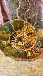 Ammoniet - Gefossiliseerd dier - Aioloceras (Cleoniceras)