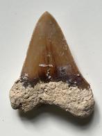 Megalodon tand 6,3 cm - Fossiele tand - Carcharocles, Verzamelen, Nieuw